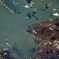 Российский космонавт опубликовал фотографию Крымского моста с орбиты МКС. 1